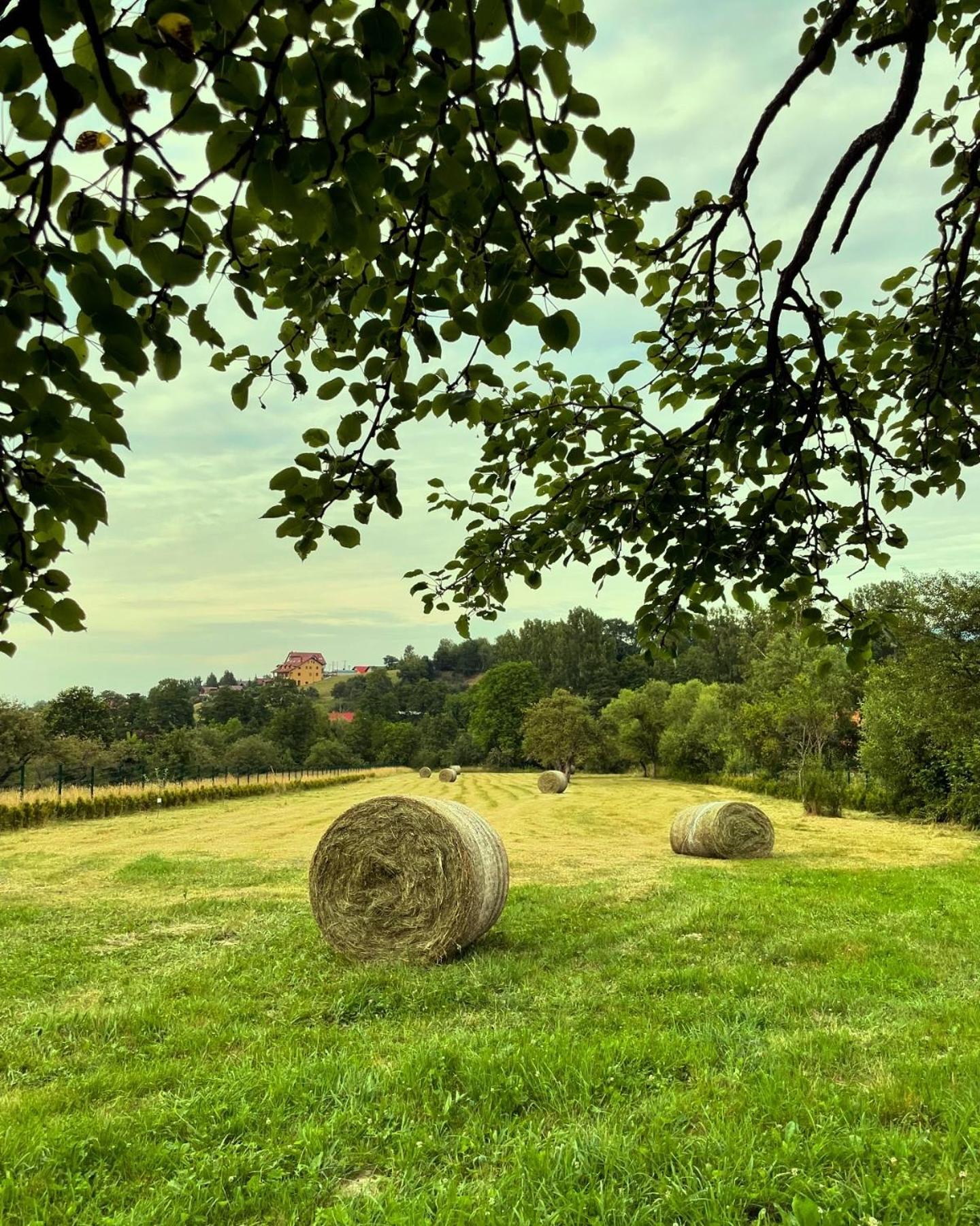 Vino Chalets Bran Sohodol  エクステリア 写真